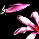 Illustration for article titled Shooting Challenge: Spring Gallery 2
